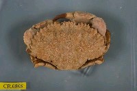 藏品(日本黃道蟹)的圖片